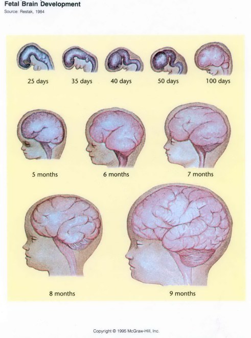 The Stages Of Fetal And Brain Development